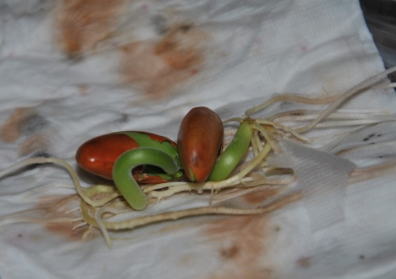 The Window Bean: Moderate growth, Green from the Sun
